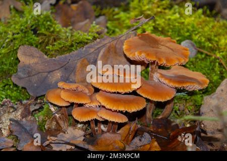 Nahaufnahme eines schmierigen Twiglet-Pilzes, auch Tubaria furfuracea oder Gemeiner Trompetenschnitzling genannt Stockfoto