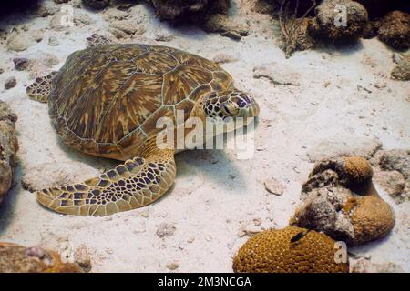 Wunderschöne Grüne Meeresschildkröten Schwimmen Im Karibischen Meer. Blaues Wasser. Entspannt, Curacao, Aruba, Bonaire, Sporttauchen, Ozean, Unterwasser Stockfoto