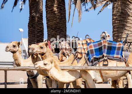 Kamelreiten in der Namib-Wüste in Namibia. Beliebte Touristenattraktion in Swakopmund. Namibia. Afrika. Stockfoto