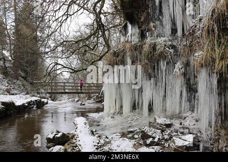 Ashgill, Garrigill, Cumbria, Großbritannien. 16.. Dezember 2022 Wetter in Großbritannien. Ein Wanderer genießt das Spektakel von riesigen Eiszapfen, die in Ashgill bei Garrigill von einer gefrorenen Klippe hängen, nach einer weiteren Nacht unter den Gefriertemperaturen in Cumbria. Kredit: David Forster/Alamy Live News Stockfoto