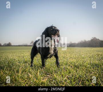 Schwarzer Spaniel, der auf einem Feld steht Stockfoto