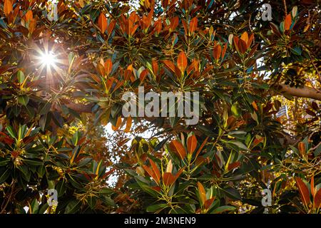 Sonneneinstrahlung durch Baumblätter. Ficus benghalensis in Windhoek, Namibia. Stockfoto