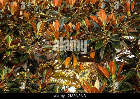 Sonneneinstrahlung durch Baumblätter. Ficus benghalensis in Windhoek, Namibia. Stockfoto