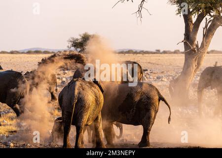 Eine Gruppe von Elefanten, die sich nach einem Bad in einem Wasserloch mit Schmutz bedecken. Etosha-Nationalpark, Namibia. Stockfoto