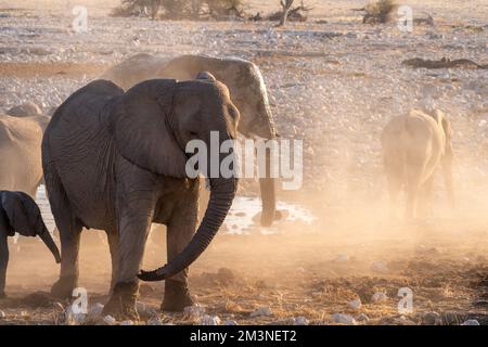 Eine Gruppe von Elefanten, die sich nach einem Bad in einem Wasserloch mit Schmutz bedecken. Etosha-Nationalpark, Namibia. Stockfoto