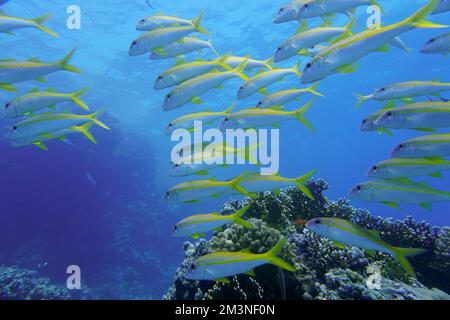 Wunderschöne Ziegenfische, Ziegenfische Schwimmen Im Roten Meer In Ägypten. Blaues Wasser. Entspannt, Hurghada, Sharm El Sheikh, Tier, Sporttauchen, Ozean, Unter Wasser Stockfoto