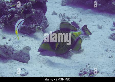 Schöner Picasso Titan Triggerfish, Auslöser Fische an einem bunten Korallenriff im Roten Meer in Ägypten. Blaues Wasser, Hurghada, Sporttauchen, Unterwasser Stockfoto