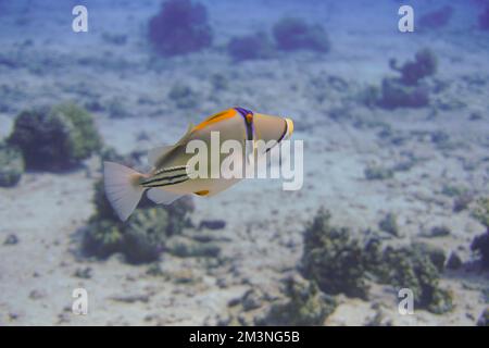 Schöner Picasso Titan Triggerfish, Auslöser Fische an einem bunten Korallenriff im Roten Meer in Ägypten. Blaues Wasser, Hurghada, Sporttauchen, Unterwasser Stockfoto