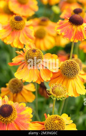 Helenium Sahins frühe Blüte, Sneezeweed Sahins frühe Blüte, sternenähnliche, mehrjährige, orangefarbene und gelbe Blütenblätter, braune Mitte Stockfoto