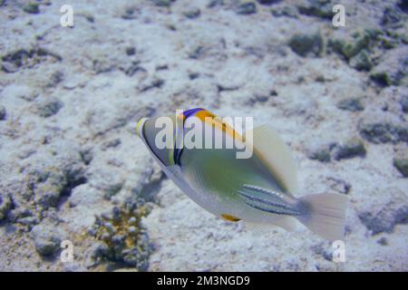 Schöner Picasso Titan Triggerfish, Auslöser Fische an einem bunten Korallenriff im Roten Meer in Ägypten. Blaues Wasser, Hurghada, Sporttauchen, Unterwasser Stockfoto