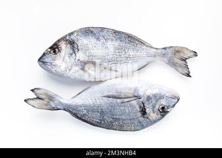 Zwei Seebrassen auf weißem Hintergrund. Zwei frische, rohe Meeresbrasse mit biologischem dorado oder Seebrassen auf weißem Hintergrund. Stockfoto