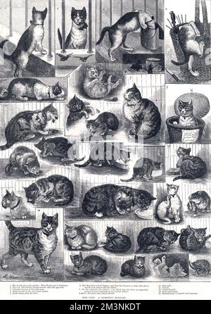 Unsere Katzen: Eine Hausgeschichte von Louis Wain Stockfoto