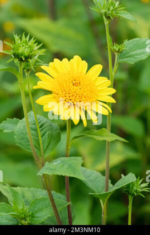 Helianthus Morgensonne, Helianthus laetiflorus, Helianthus decapetalus Morgensonne, Morgensonne Sonnenblume, große einsame Sonnenblume Stockfoto