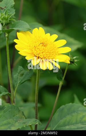 Helianthus Morgensonne, Helianthus laetiflorus, Helianthus decapetalus Morgensonne, Morgensonne Sonnenblume, große einsame Sonnenblume Stockfoto