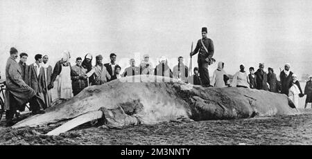 Wal-Kadaver zersetzen Stockfoto