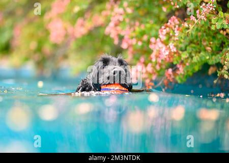 Eine Nahaufnahme eines schwarzen englischen Cocker Spaniel, der einen Ball in seinem Mund hält und in einem Pool in Vaucluse, Australien, schwimmt Stockfoto