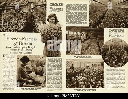 Blütenpflücken in Rosenvale, Penzance, wo die Frühlingsblumen in Gewächshäusern großflächig angebaut werden. Die meisten Scilly-Inseln sind in der Blumenindustrie beschäftigt. Hampton Middlesex-Kinderzimmer, wo Tulpen und Lilien zu einem frühen Markt gezwungen werden, wo Mädchen sie zusammenpacken. 1938 Stockfoto