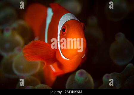 Wunderschöner farbenfroher Clownfisch mit Spinecheek, der über dem Korallenriff schwimmt - Premnas biaculeatus Stockfoto