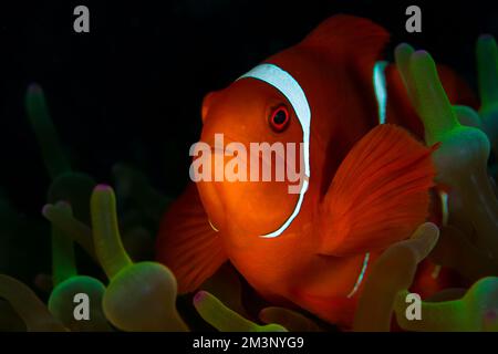 Wunderschöner farbenfroher Clownfisch mit Spinecheek, der über dem Korallenriff schwimmt - Premnas biaculeatus Stockfoto