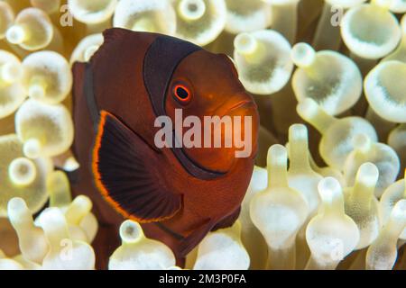 Wunderschöner farbenfroher Clownfisch mit Spinecheek, der über dem Korallenriff schwimmt - Premnas biaculeatus Stockfoto