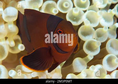 Wunderschöner farbenfroher Clownfisch mit Spinecheek, der über dem Korallenriff schwimmt - Premnas biaculeatus Stockfoto