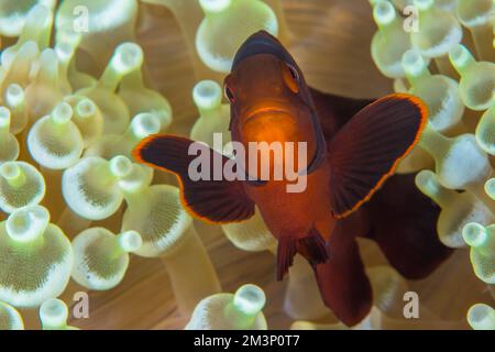 Wunderschöner farbenfroher Clownfisch mit Spinecheek, der über dem Korallenriff schwimmt - Premnas biaculeatus Stockfoto