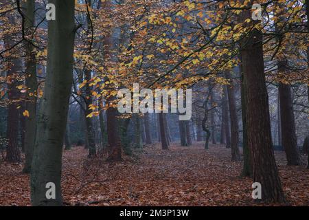 Ein malerischer Blick auf einen Herbstwald im Sutton Park, Birmingham, Großbritannien Stockfoto