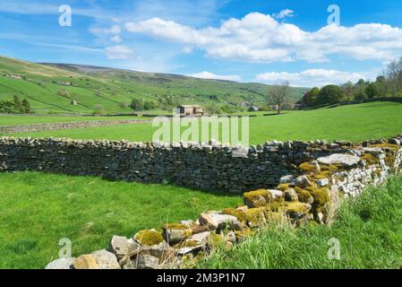 Blick nach Norden über Ackerland am Fluss Swaledale, zwischen Gunnerside und Muker Barns und trockenen Steinmauern mit berühmten Mustern. Am Fluss Swale Stockfoto