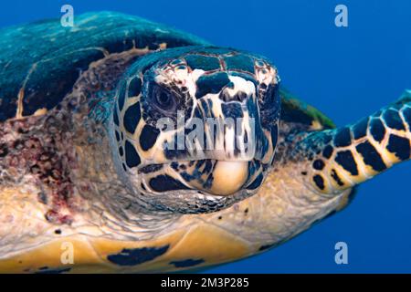 Nahaufnahme von Hawksbill Schildkröte - Eretmochelys imbricata Stockfoto