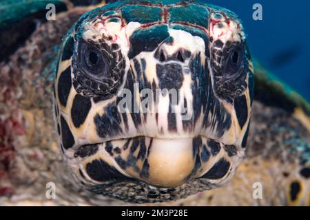 Nahaufnahme von Hawksbill Schildkröte - Eretmochelys imbricata Stockfoto