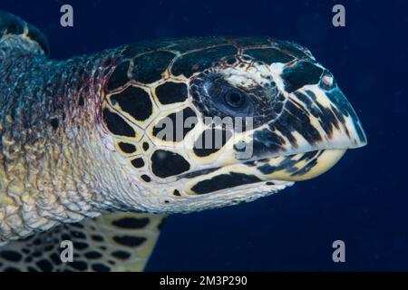 Nahaufnahme von Hawksbill Schildkröte - Eretmochelys imbricata Stockfoto