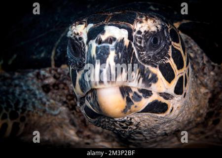 Nahaufnahme von Hawksbill Schildkröte - Eretmochelys imbricata Stockfoto