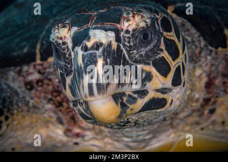 Nahaufnahme von Hawksbill Schildkröte - Eretmochelys imbricata Stockfoto