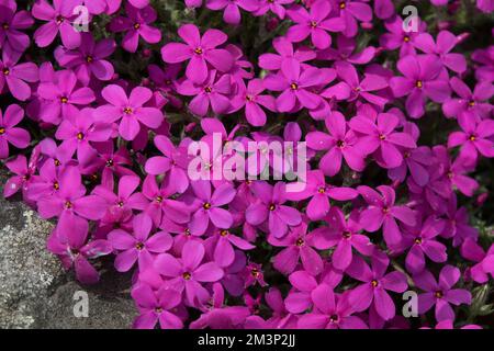 Phlox douglasii „Crackerjack“ getuftet Phlox, Phlox caespitosa, Columbia Phlox, Creeping, Plant Stockfoto