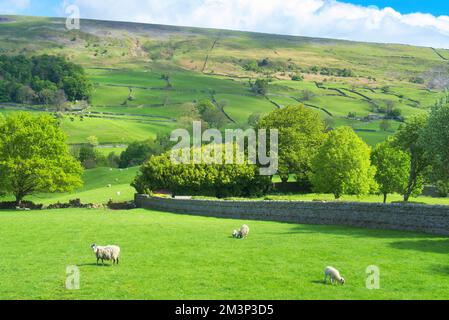 Blick nach Norden über Swaledale und den Fluss Swale, aus der Nähe des Dorfes Reeth, von B6270; in der Nähe von Richmond, Yorkshire Dales National Park, North Yorkshire, E Stockfoto