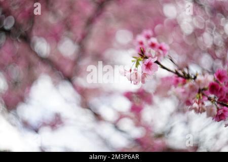 Konzentrieren Sie sich auf wunderschöne Sakura-Blumen oder rosafarbene Kirschblüten im Frühling Stockfoto