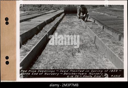 Rotkiefer-Setzlinge, gepflanzt im Frühjahr 1939, nördliches Ende der Baumschule, Belchertown Nursery, Belchertown, Mass., Juni 16, 1939 : Parzelle Nr. 208--, Wasserwerke, Reservoirs, Wasserverteilungsstrukturen, Forstwirtschaft, Baumschulen, Gartenbau Stockfoto