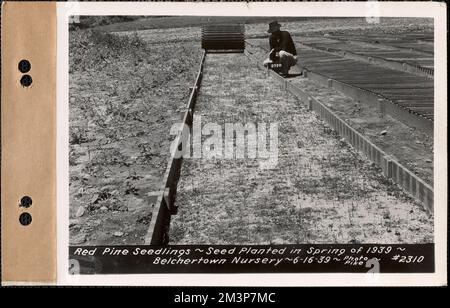 Rotkiefer-Setzlinge, gepflanzt im Frühjahr 1939, Belchertown Nursery, Belchertown, Mass., 16. Juni 1939 : Parzelle Nr. 208--, Wasserwerke, Reservoirs, Wasserverteilungsstrukturen, Forstwirtschaft, Baumschulen, Gartenbau Stockfoto