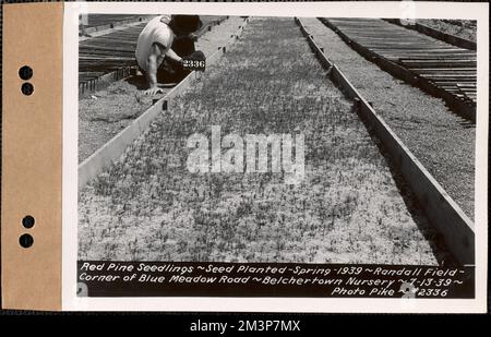 Rote Kiefernpflanzen, gepflanzt im Frühjahr 1939, Randall Field, Ecke Blue Meadow Road, Belchertown Nursery, Belchertown, Mass., Juli 13, 1939 : Parzelle Nr. 208--, Wasserwerke, Reservoirs, Wasserverteilungsstrukturen, Forstwirtschaft, Baumschulen, Gartenbau Stockfoto