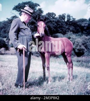 Winston Churchill mit einem jungen Fohlen Stockfoto