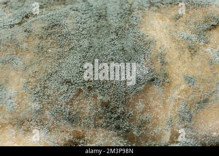 Schimmel auf Brot, Makro, Draufsicht. Die Gefahr von Schimmel und veralteten Produkten. Stockfoto