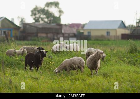 Dreckige Schafe nach dem Regen. Stockfoto