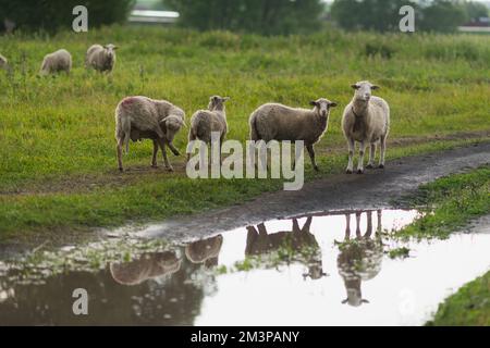 Dreckige Schafe im Regen. Sie gehen die Dorfstraße entlang. Stockfoto