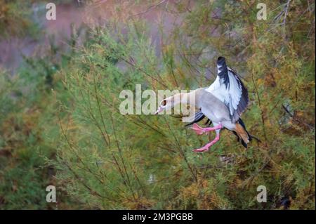 Eine ägyptische Gans (Alopochen aegyptiaca), die mit weit offenen Flügeln fliegt und sich an einem Herbsttag der Landung nähert. Stockfoto