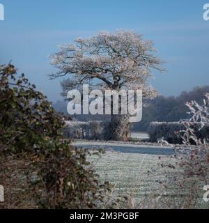 Winterblick auf West Bergholt, Essex. Winterliche Landschaft, weiße Bäume, Felder, Büsche. Heidenfrost auf Bäumen und Pflanzen. Federfrost. Stockfoto