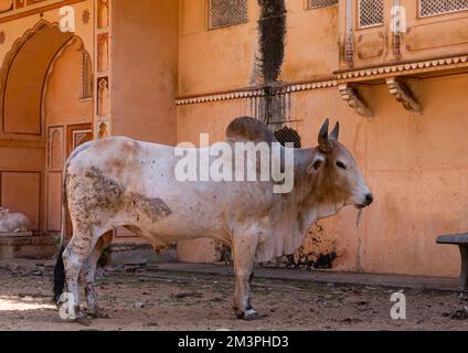 Kuh mit Lumpy-skin-Krankheit im Galtaji-Tempel, Rajasthan, Jaipur, Indien Stockfoto