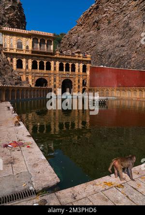 Affen im Galtaji-Tempel, auch bekannt als Affentempel, Rajasthan, Jaipur, Indien Stockfoto