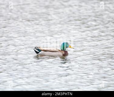 Ein männlicher Mallard (Anas platyrhynchos) schwimmt im See im Sepulveda Basin Wildlife Reserve in Van Nuys, CA. Stockfoto