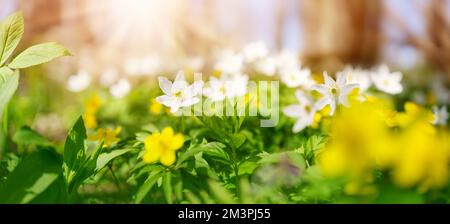 Panoramablick auf das Feld mit gelb-weißen Anemonen im Wald. Stockfoto