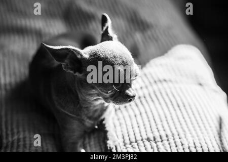 Eine Nahaufnahme zeigt einen süßen chihuahua Welpen einer Haussäugetiere, der sich auf einem Bett entspannt. Haustiere ruhen sich aus, schlafen. Eine rührende und emotionale Stockfoto